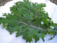 Red_russian_kale