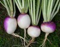 Turnips001