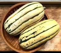 Delicata-squash-1