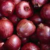 Onion_rosa_di_milano_onion