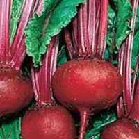 Detroit_red_beet