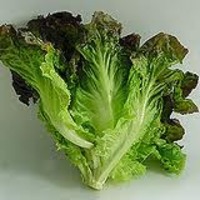 Red_leaf_lettuce